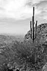 Black & White Camelback Mountain & Cactus preview