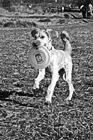 Black & White Dog Carrying Frisbee preview