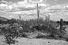 Black & White Arizona Cacti & Clouds preview