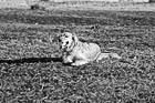 Black & White Golden Retriever Panting on Ground preview