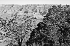 Black & White Trees in Foreground of Grand Canyon preview