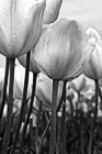 Black & White Light Pink Tulips preview