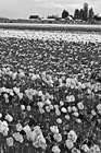 Black & White Tulip Field in Skagit Valley preview
