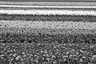 Black & White Colorful Tulip Field preview