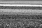 Black & White Colorful Tulip Field preview