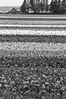 Black & White Tulip Field & Barn preview