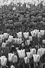 Black & White Tulips in Field Close Up preview