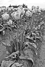 Black & White Rows of Pink Tulips preview