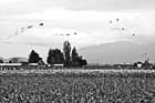 Black & White Skagit Valley Tulip Festival preview