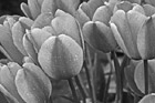 Black & White Red & Yellow Tulips Up Close preview