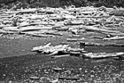 Black & White Driftwood on Ruby Beach preview