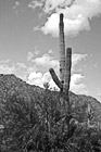 Black & White Saguaro Cactus preview