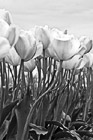 Black & White Pink Tulips, April 2010 preview