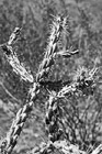 Black & White Cactus Plant Up Close preview