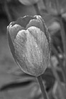 Black & White Single Red Tulip preview