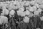 Black & White Yellow Tulip Field Up Close preview