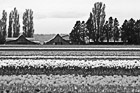 Black & White Skagit Valley Tulip Fields preview