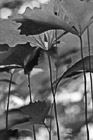 Black & White Looking Up at Big Leaves preview