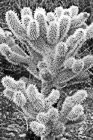 Black & White Small Cactus Tree preview