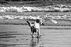 Black & White Dog Catching Frisbee preview