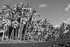 Black & White Black Sand Beach & Palm Trees preview