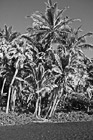 Black & White Black Sand Beach at Punaluu, Big Island preview