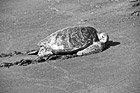 Black & White Sea Turtle on Black Beach preview