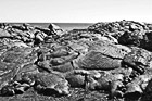 Black & White Lava Fields & Ocean preview