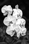 Black & White White Flowers in Hawaii preview
