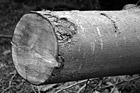 Black & White Close up of a Log preview