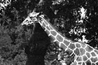 Black & White Giraffe's Head preview