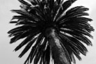 Black & White Looking Up at Palm Tree preview