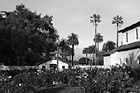 Black & White Beautiful Palms of Santa Clara University preview