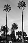 Black & White Tall Palm Trees & Cross preview