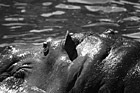 Black & White Hippopotamus Face preview