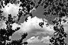 Black & White Clouds, Blue Sky, & Tree Branches preview
