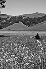 Black & White Beautiful Marin County Landscape preview