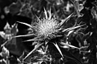 Black & White Winged Thistle - Californian Purple Wildflower preview