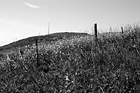 Black & White California Yellow Wildflowers preview