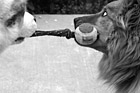 Black & White Dogs Playing Tug-of-War preview