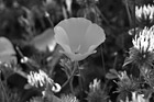 Black & White California Orange Poppy preview