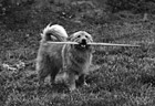 Black & White Dog Biting a Stick preview