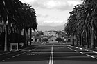 Black & White Stanford University from Palm Drive preview