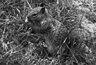 Black & White Close up of a Squirrel preview