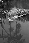 Black & White Lilly, Pond & Palm Tree Reflection preview