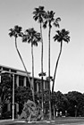 Black & White Downtown Beverly Hills, California Palm Trees preview