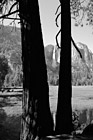 Black & White Yosemite Falls & Reflection Through Trees preview