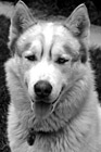 Black & White Siberian Husky Close Up preview