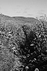 Black & White Hiking Through Marin County Wildflowers preview