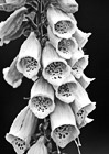 Black & White Foxglove Washington State Wildflower preview